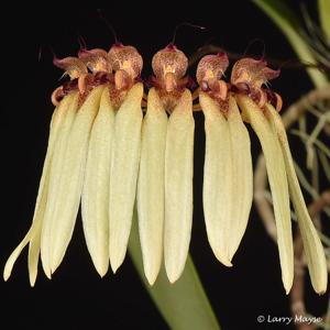Bulbophyllum longiflorum