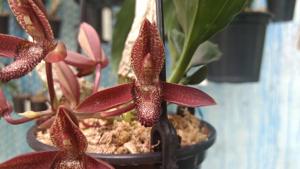 Catasetum parguazense