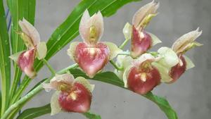 Catasetum spitzii