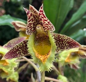 Catasetum fimbriatum