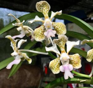 Vanda tricolor