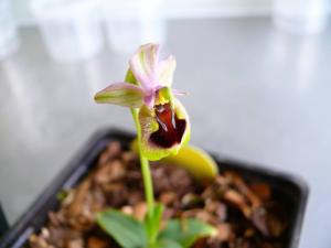 Ophrys tenthredinifera