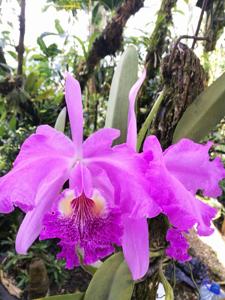 Cattleya lueddemanniana