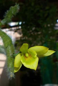 Dendrobium senile