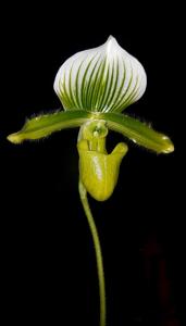 Paphiopedilum lawrenceanum