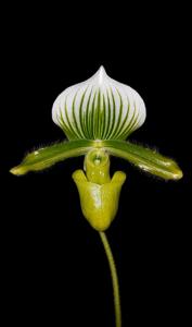 Paphiopedilum lawrenceanum