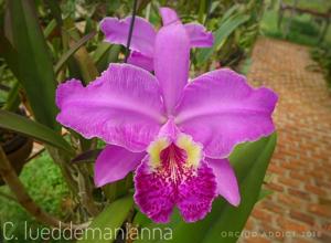 Cattleya lueddemanniana