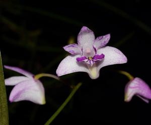 Dendrobium kingianum