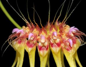 Bulbophyllum gracillimum