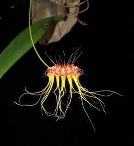 Bulbophyllum gracillimum