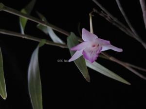 Dendrobium lanceolatum