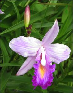 Arundina graminifolia