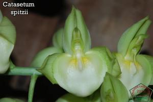 Catasetum spitzii