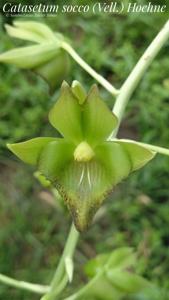 Catasetum socco