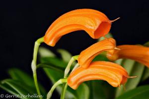 Masdevallia mendozae