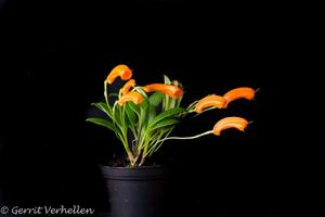 Masdevallia mendozae