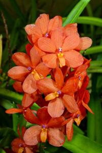 Vanda curvifolia