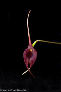 Masdevallia ayabacana