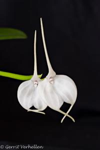 Masdevallia tovarensis