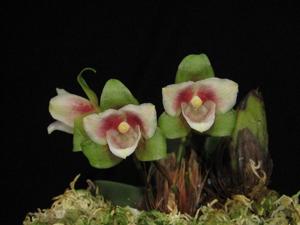 Lycaste angelae