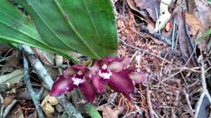 Bifrenaria atropurpurea