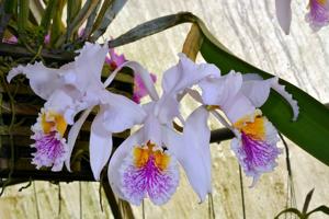 Cattleya mossiae