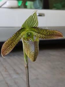 Paphiopedilum wardii