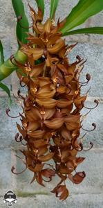 Cycnoches cooperi