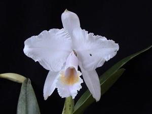 Cattleya quadricolor