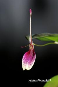Restrepia seketii