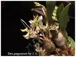Dendrobium peguanum