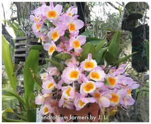 Dendrobium farmeri