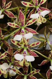 Epidendrum stamfordianum