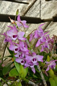 Dendrobium parishii