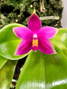 Phalaenopsis violacea