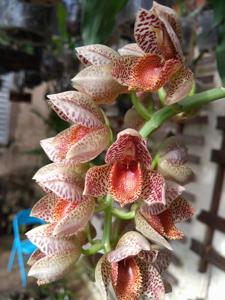 Catasetum denticulatum