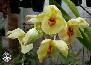 Catasetum expansum