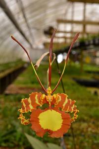 Psychopsis papilio