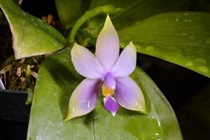 Phalaenopsis violacea