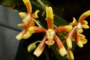 Phalaenopsis fuscata