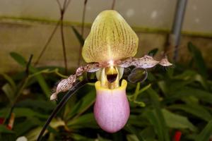 Paphiopedilum moquetteanum