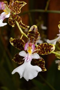 Oncidium leucochilum