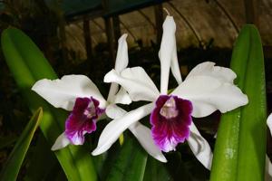 Cattleya purpurata