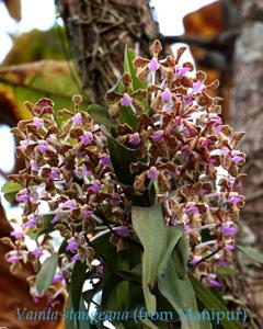 Vanda stangeana