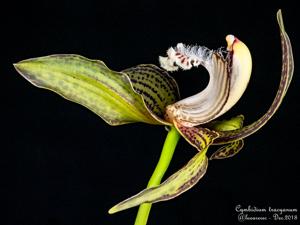 Cymbidium tracyanum