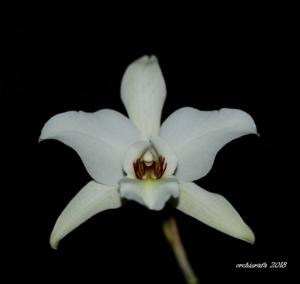 Laelia anceps subsp. dawsonii