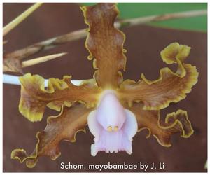 Laelia moyobambae