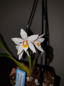 Coelogyne nervosa
