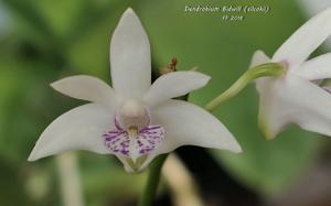 Dendrobium kingianum