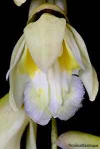 Coelogyne longibulbosa